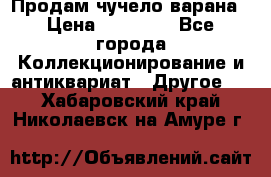 Продам чучело варана › Цена ­ 15 000 - Все города Коллекционирование и антиквариат » Другое   . Хабаровский край,Николаевск-на-Амуре г.